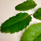 Close-up of green leaves on a white background