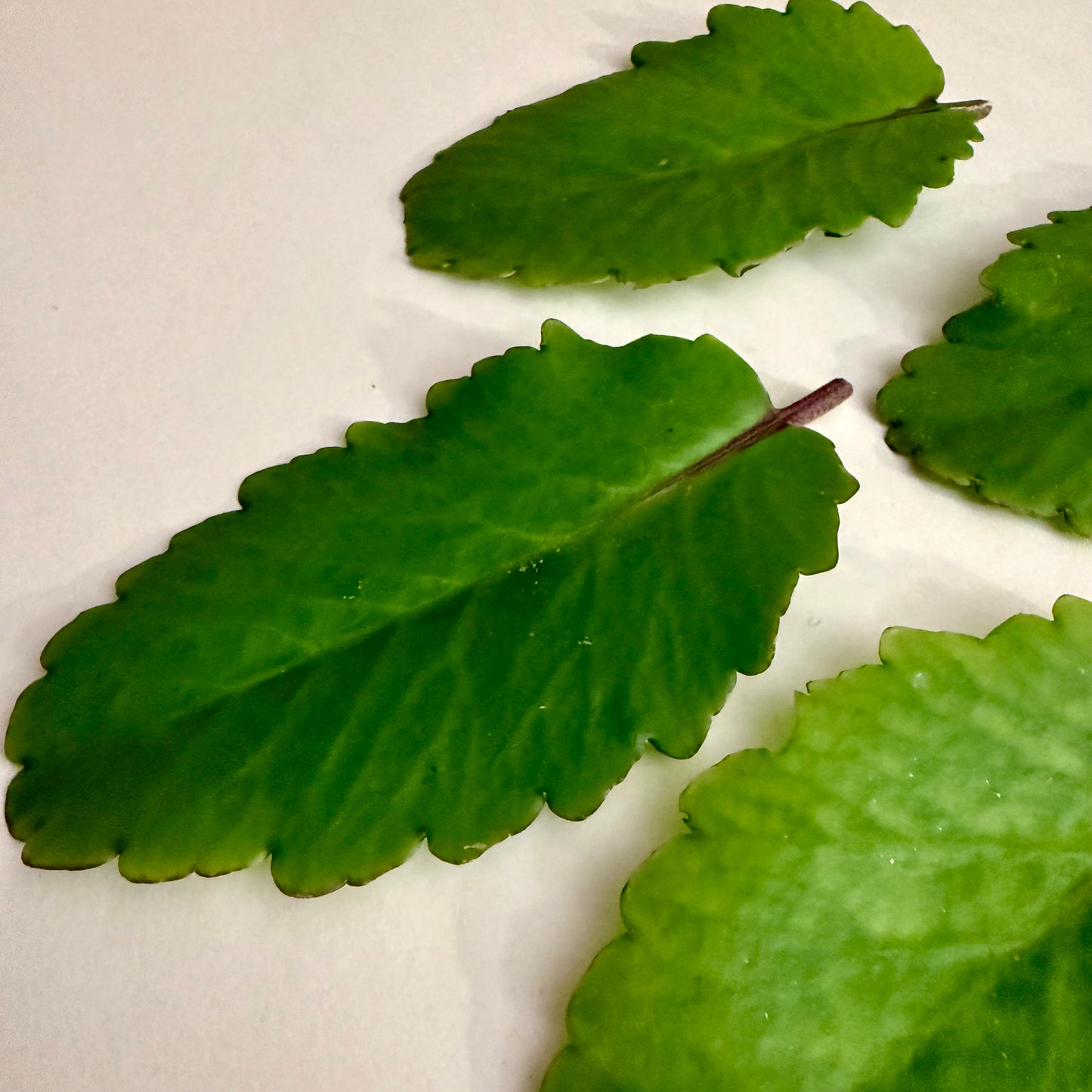 Close-up of green leaves on a white background