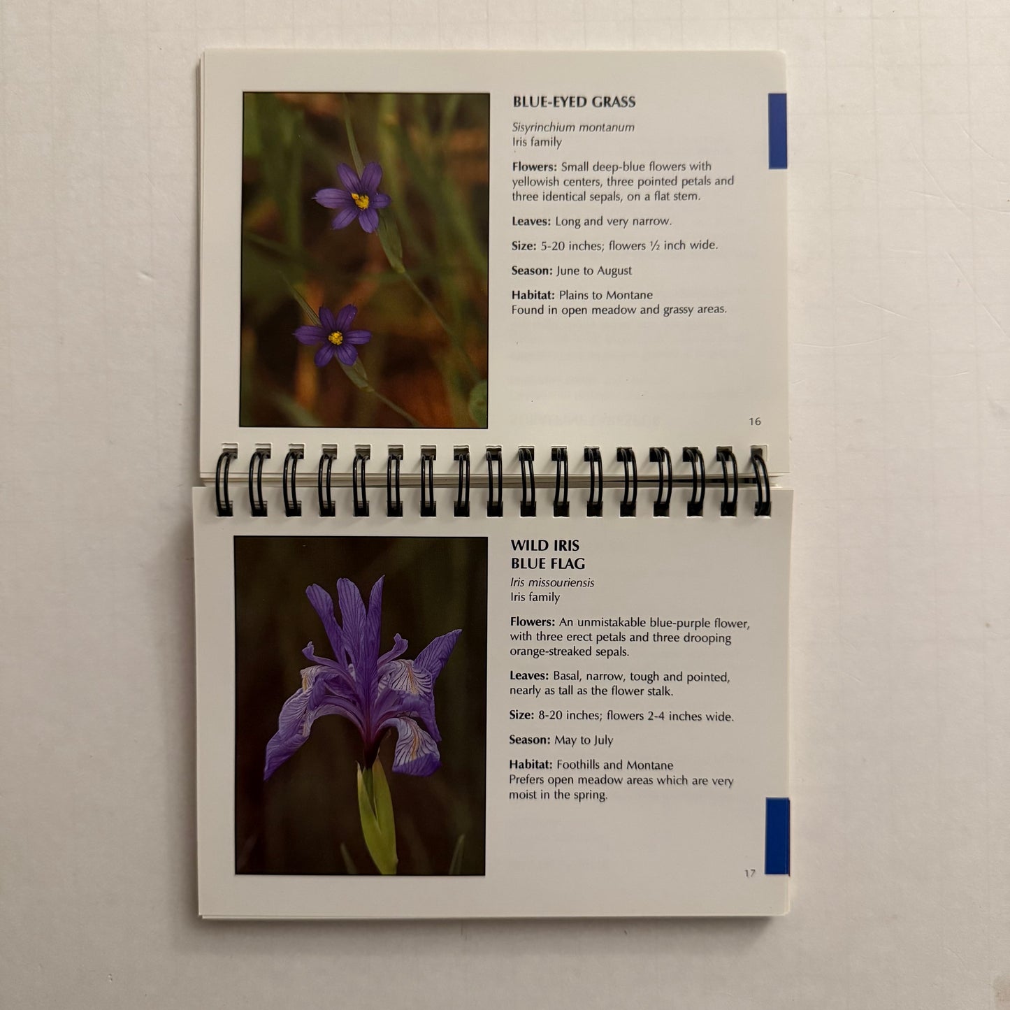 Rocky Mountain Wildflowers — Pocket Guide by David Dahms (Spiral-Bound Field Edition)