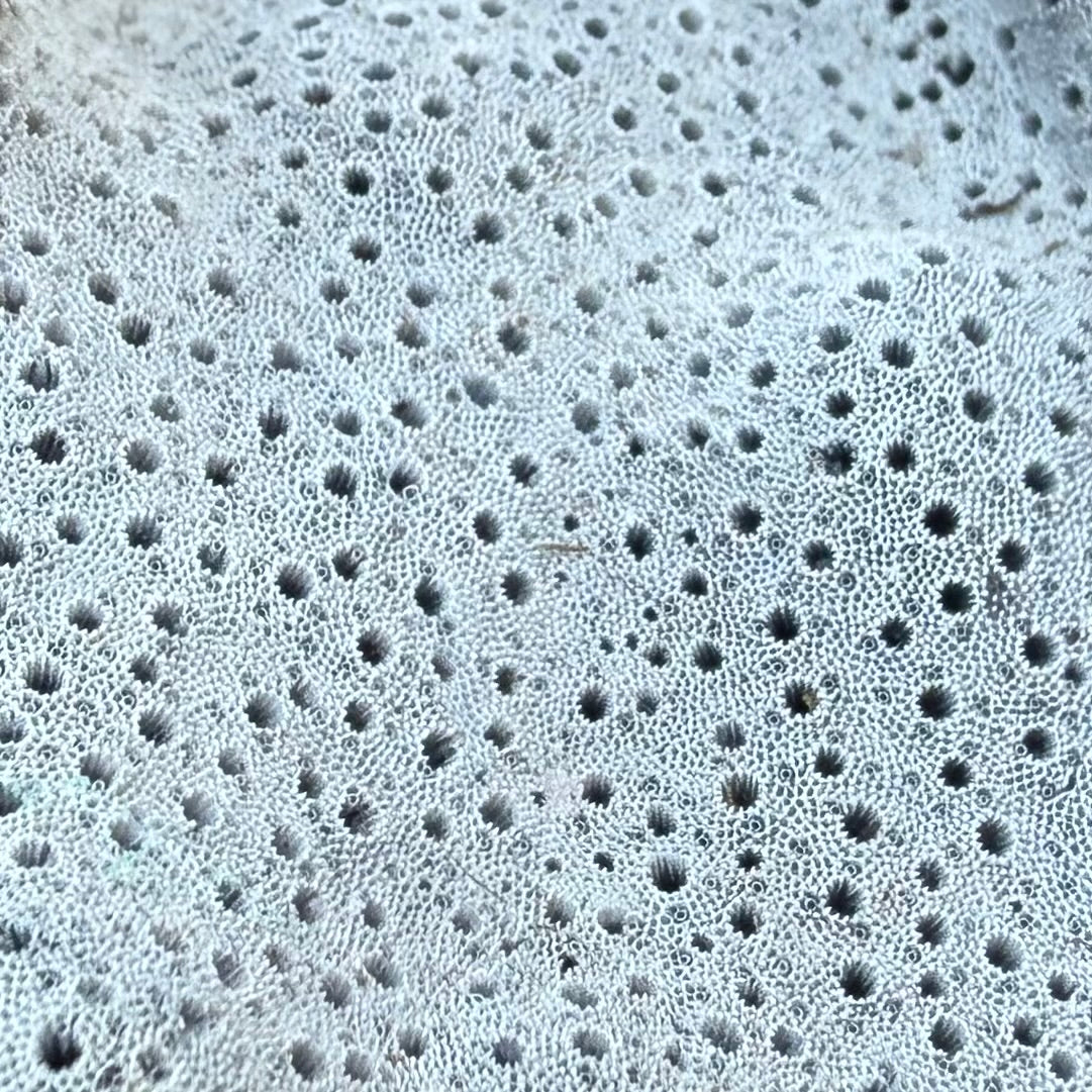 Natural Fan Coral – 3.4 oz Sea Fan Fragment | Textured Ocean Specimen & Coastal Décor