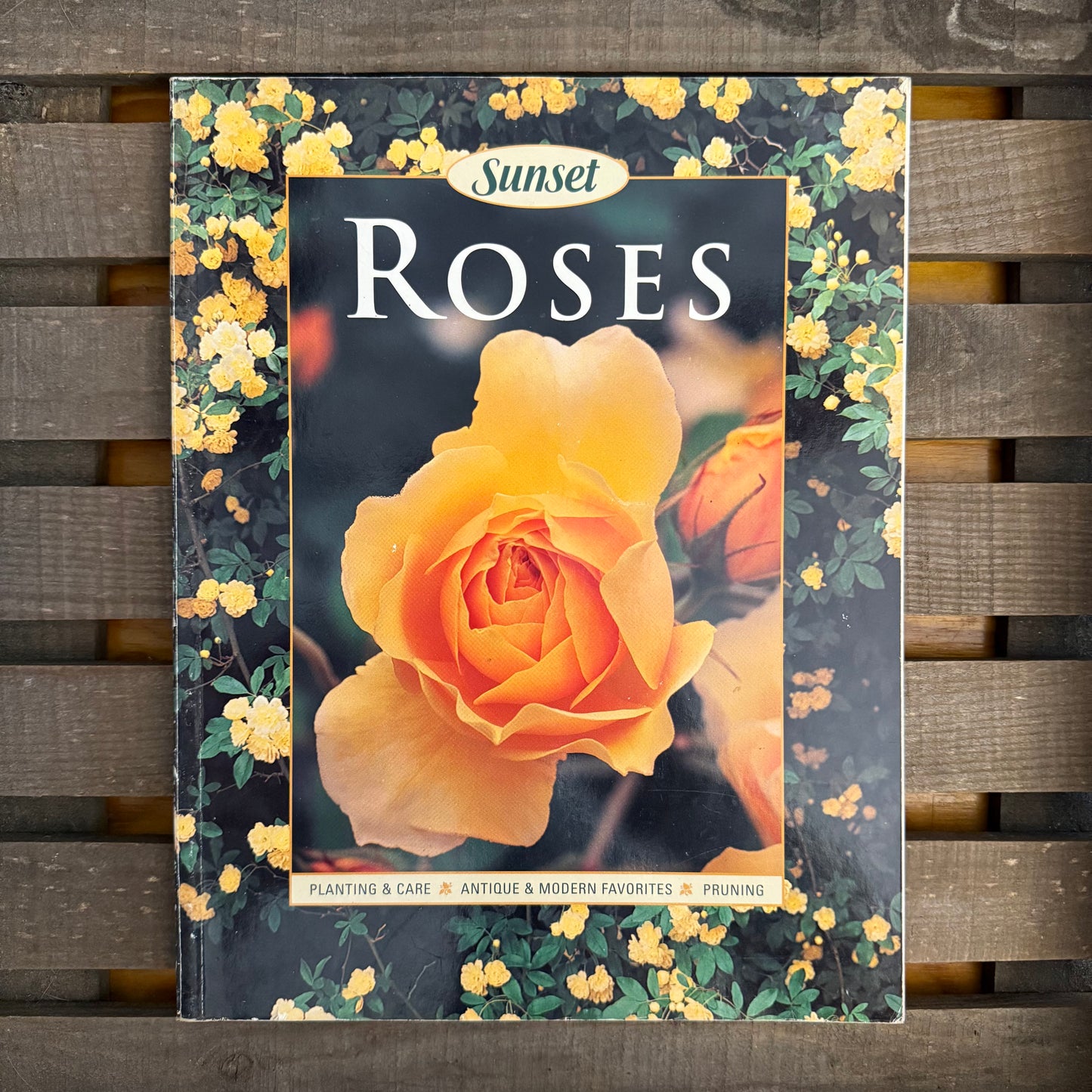 Sunset Roses – Vintage Gardening Guide to the Queen of Flowers