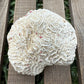 Large Brain Coral Skeleton – 9.6 oz Natural Ocean Specimen | Reef Formation & Coastal Décor