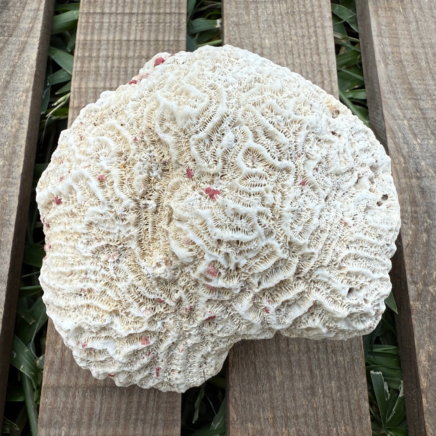 Large Brain Coral Skeleton – 9.6 oz Natural Ocean Specimen | Reef Formation & Coastal Décor