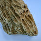 Fossilized Coral Specimen – 1.5 lb - Ancient Sea Stone