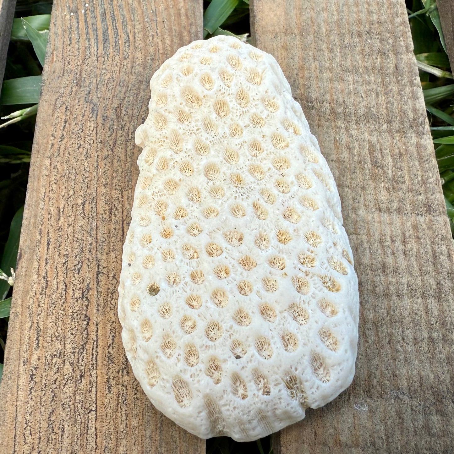 Natural Coral Skeleton – 2.6 oz Honeycomb Coral | Sun-Bleached Ocean Specimen