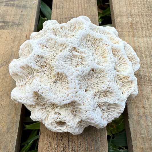 Natural Coral Skeleton – 4.8 oz Star Coral | Sun-Bleached Ocean Specimen & Coastal Décor