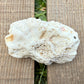 Leaf Coral Skeleton – 2 oz Natural Ocean Specimen | Sun-Bleached Reef Coral