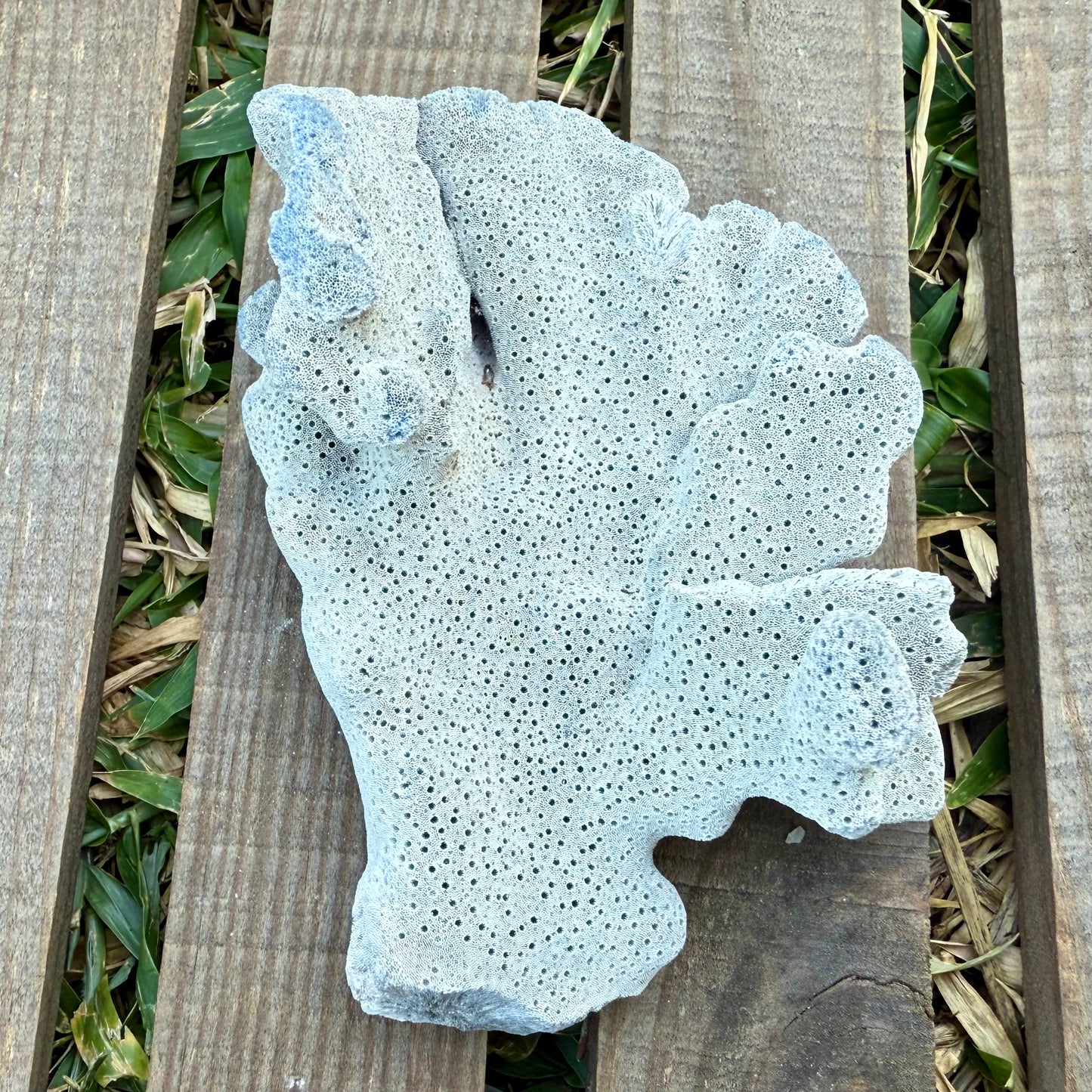 Natural Fan Coral – 3.4 oz Sea Fan Fragment | Textured Ocean Specimen & Coastal Décor