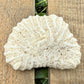 Natural Brain Coral Skeleton – 2.3 oz Fossil-Like Ocean Specimen | Coastal Décor & Collector Piece