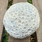 Mini Fossilized Brain Coral – 3 oz Natural Reef Fossil