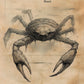 The Braden Town Beast Framed Poster, Florida Cryptid Art, Coastal Folklore Wall Art