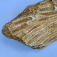 Fossilized Coral Specimen – 1.5 lb - Ancient Sea Stone