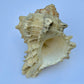 Knobbed Whelk Shell – 6.5 oz Natural Sea Shell | Coastal Décor & Ocean Collector’s Specimen