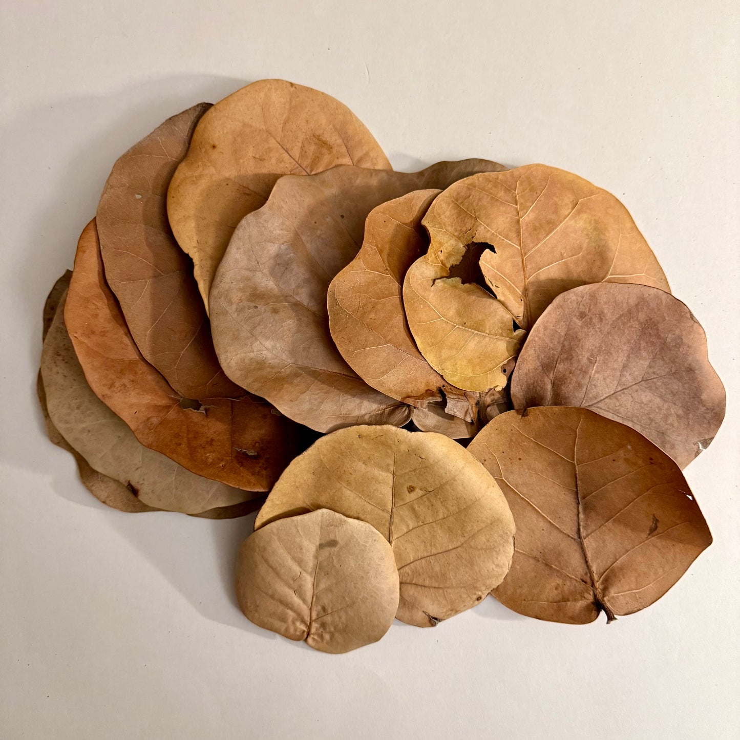 Sea Grape Leaf Litter – Terrarium Botanical