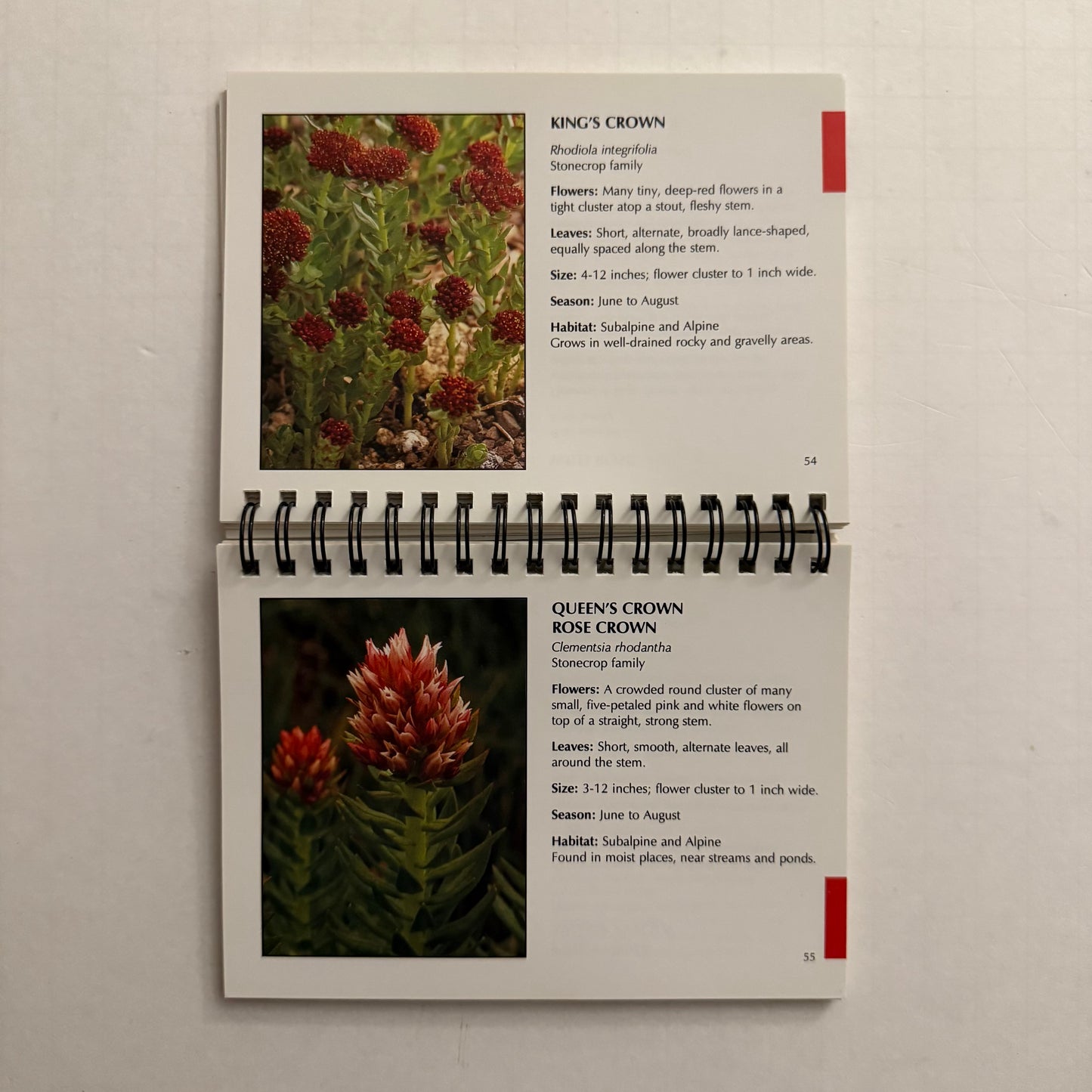 Rocky Mountain Wildflowers — Pocket Guide by David Dahms (Spiral-Bound Field Edition)
