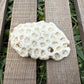 Natural Star Coral Skeleton – 3.3 oz Ocean Specimen | Sun-Bleached Coastal Décor Piece
