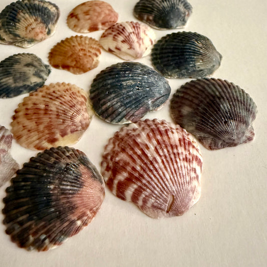 Set of 25 Florida East Coast Scallop Shells