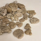 Florida Coquina Stone Fragments – 1 lb | Atlantic Coast Shell Limestone