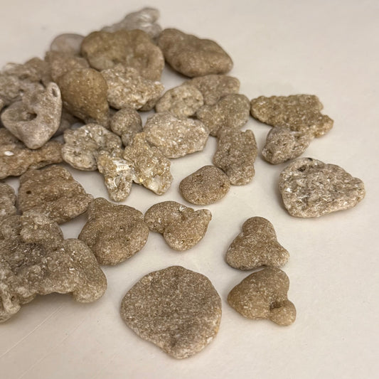 Florida Coquina Stone Fragments – 1 lb | Atlantic Coast Shell Limestone