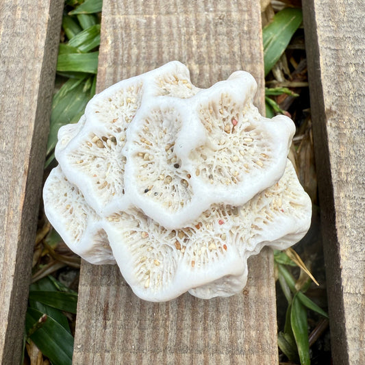 Star Coral Cluster – 1.4 oz Natural Reef Skeleton | Coastal Décor & Ocean Specimen