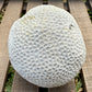 Fossilized Brain Coral – Ancient Ocean Stone (1.75 lb)