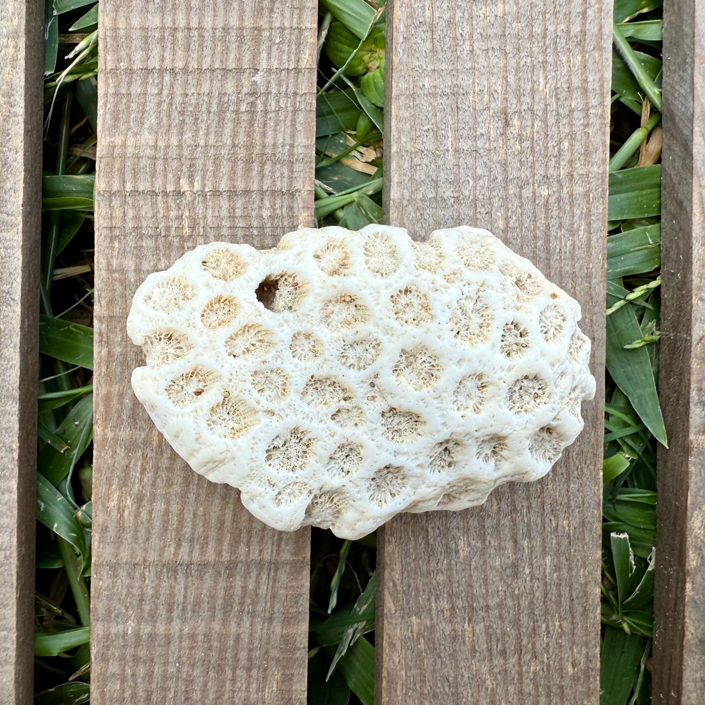 Natural Star Coral Skeleton – 3.3 oz Ocean Specimen | Sun-Bleached Coastal Décor Piece