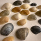 Florida Ark Shells - Bulk Assorted Mix - Coastal Craft and Decor