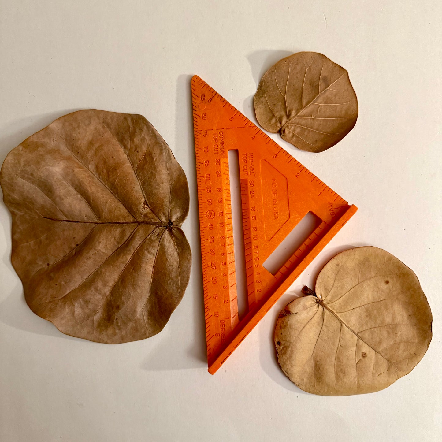 Sea Grape Leaf Litter – Terrarium Botanical