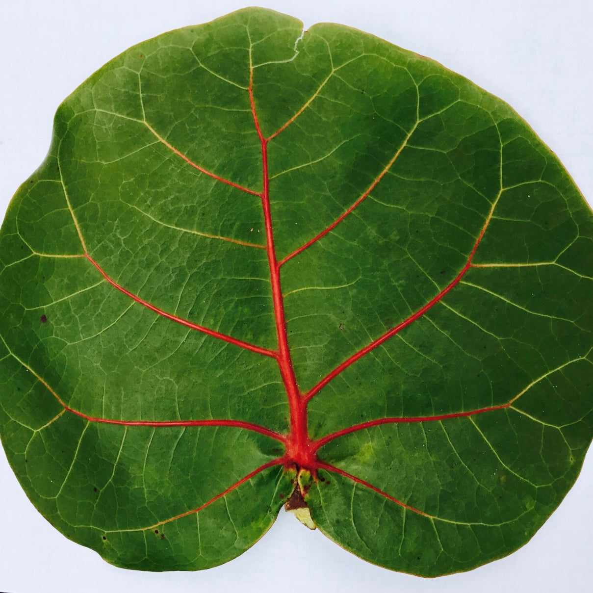 12 Fresh Sea Grape Leaves — Harvested to Order from Florida’s Coast