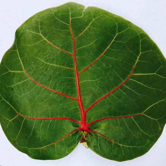 12 Fresh Sea Grape Leaves — Harvested to Order from Florida’s Coast
