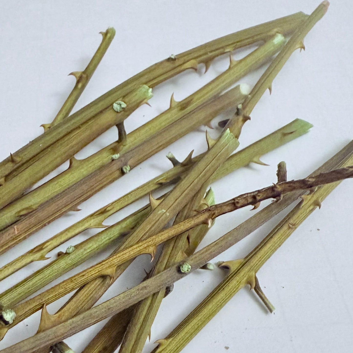 Palo de Quita Maldición - Bundle of 12 (Approx: 4” - 7” long)