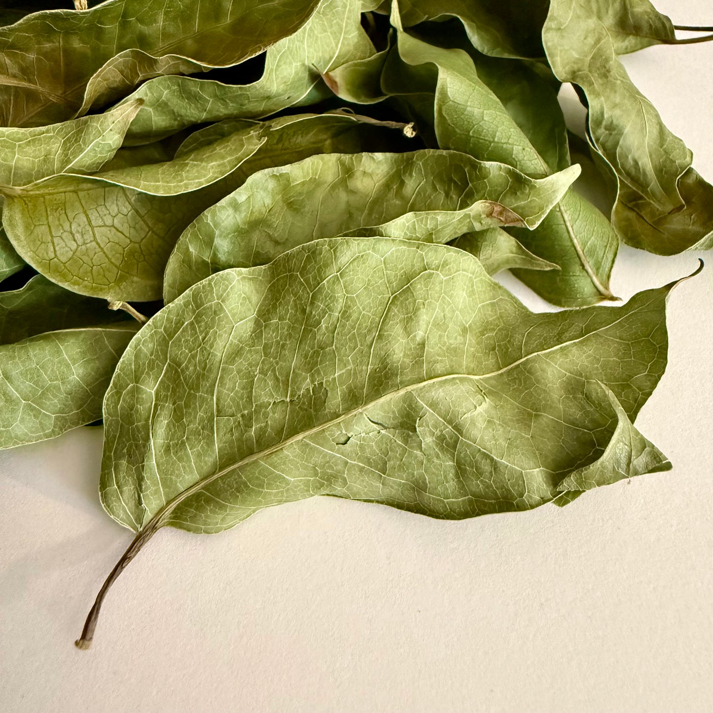 Dried Almacigo Leaves (Gumbo Limbo | Bursera simaruba)