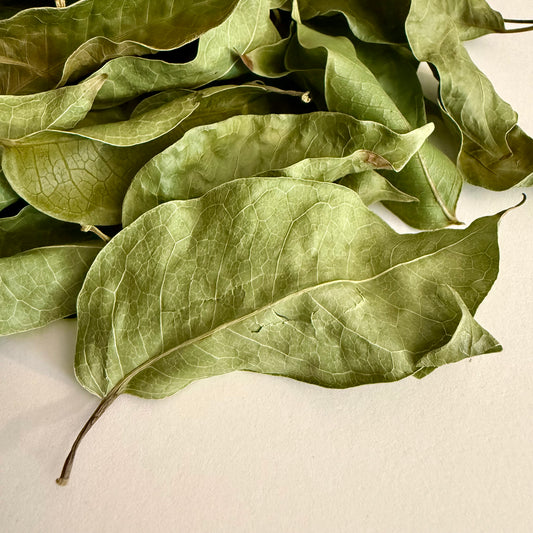 Dried Almacigo Leaves (Gumbo Limbo | Bursera simaruba)