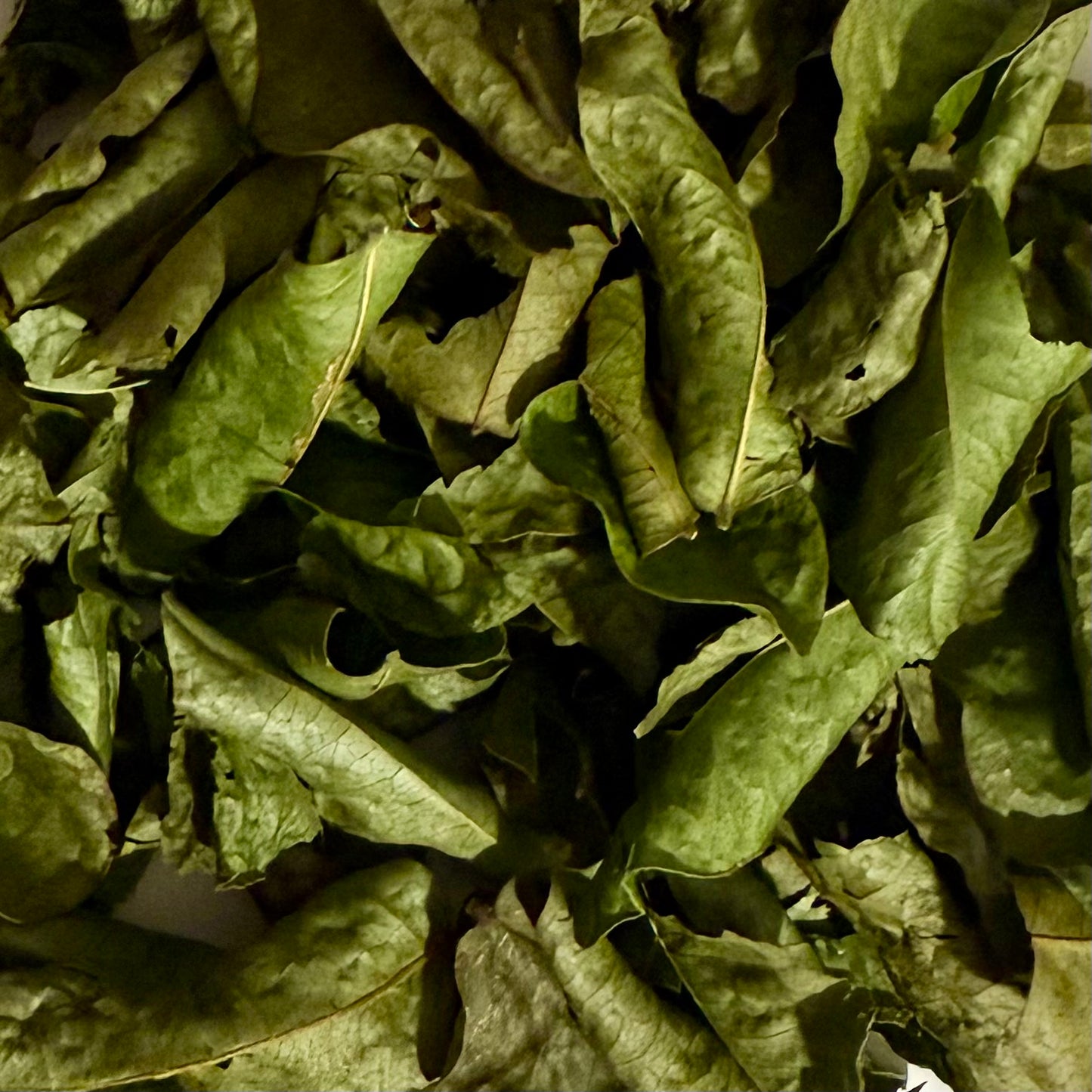 Dried Quita Maldición Leaves – 1/4 oz