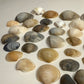Collection of various shell shapes and sizes on a light background