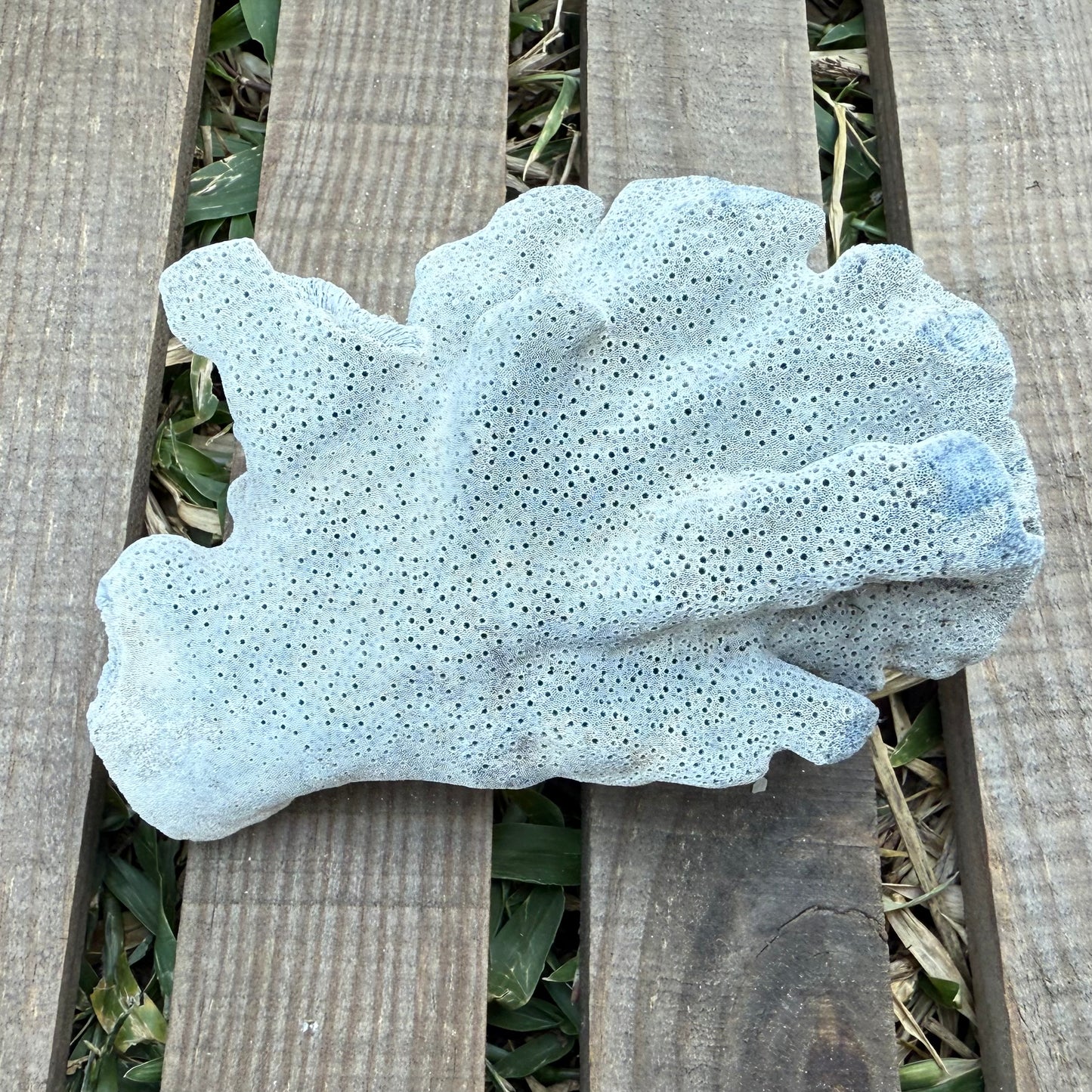 Natural Fan Coral – 3.4 oz Sea Fan Fragment | Textured Ocean Specimen & Coastal Décor