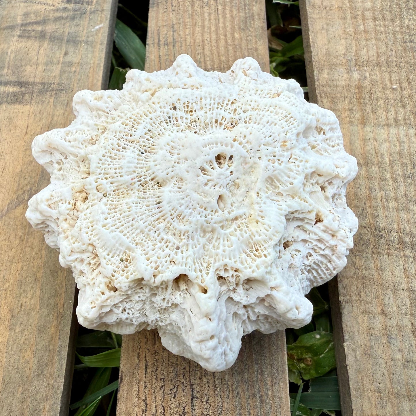 Natural Coral Skeleton – 4.8 oz Star Coral | Sun-Bleached Ocean Specimen & Coastal Décor