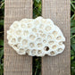 Natural Star Coral Skeleton – 3.3 oz Ocean Specimen | Sun-Bleached Coastal Décor Piece
