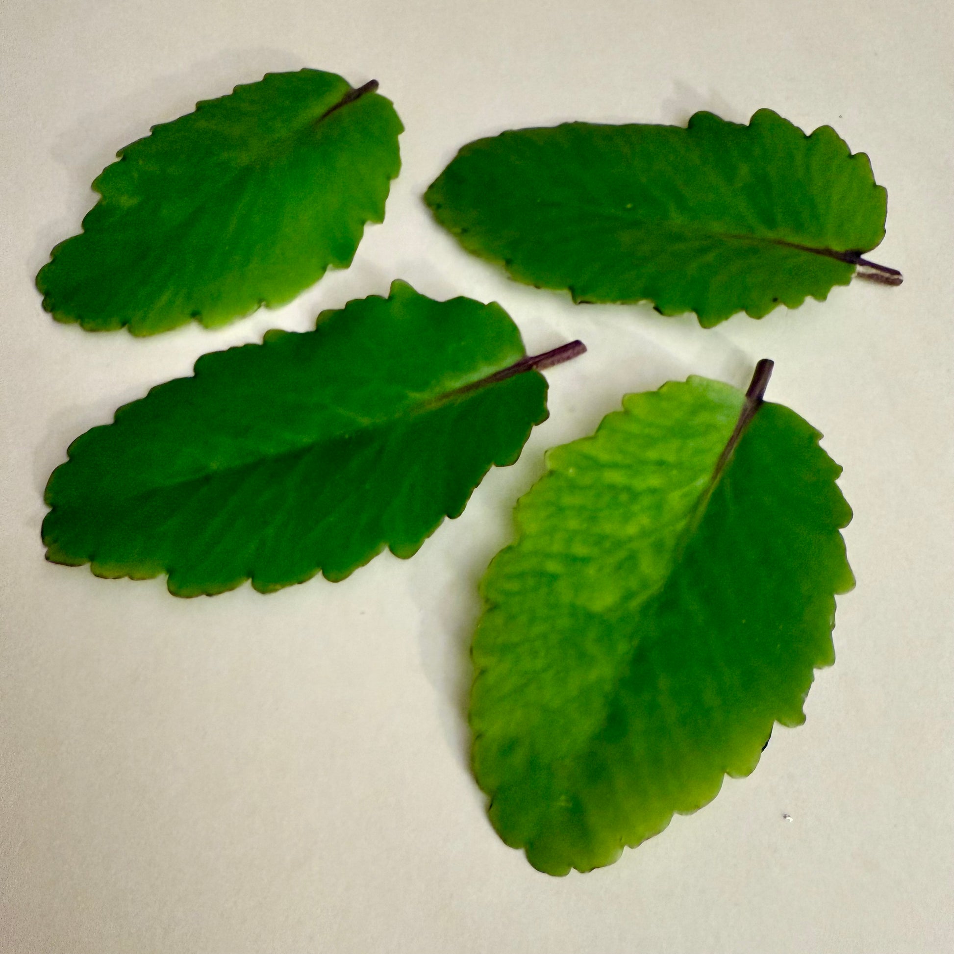 Four green leaves on a white background