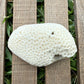 Large Natural Coral Skeleton – 7.7 oz Star Coral | Sun-Bleached Ocean Specimen & Coastal Display Piece