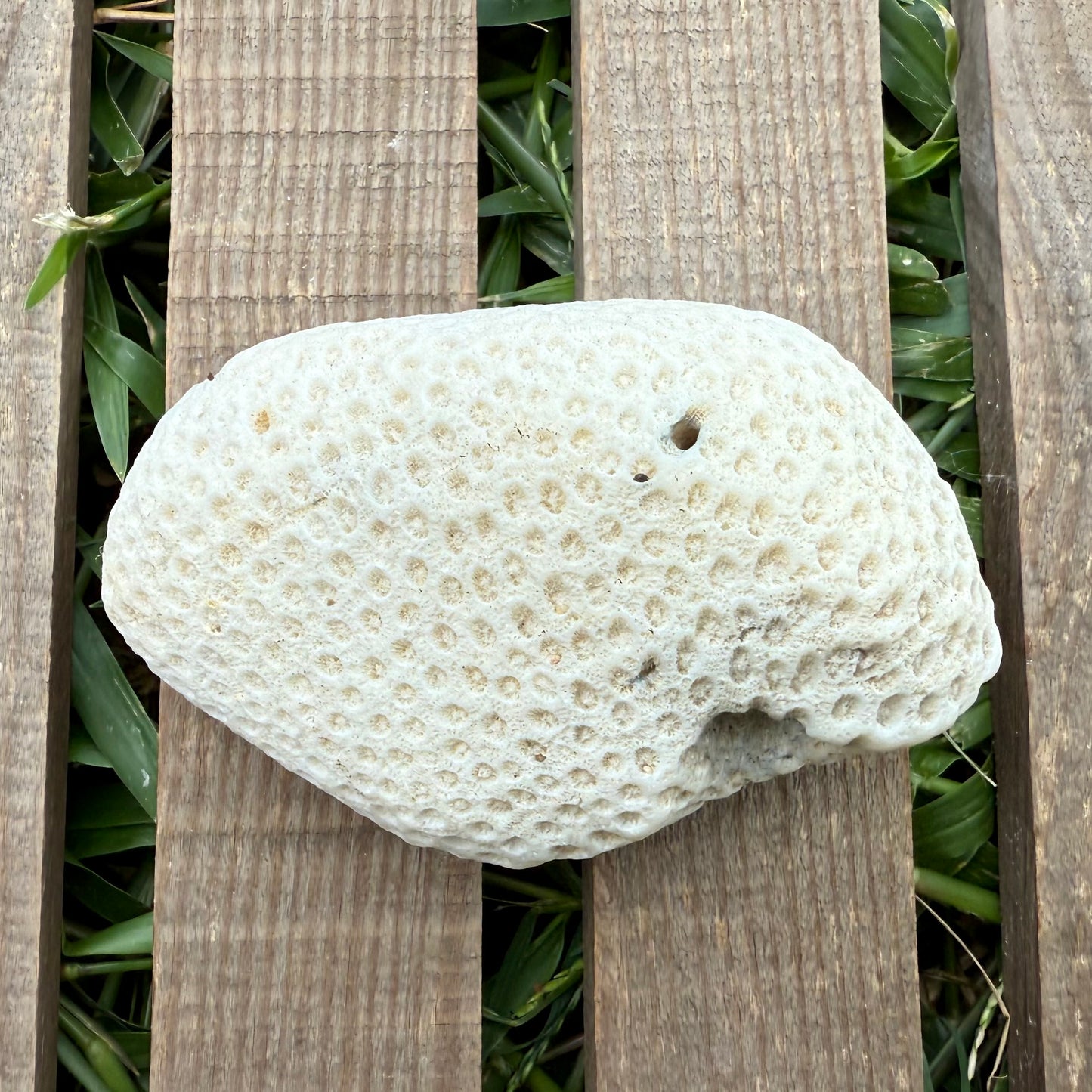 Large Natural Coral Skeleton – 7.7 oz Star Coral | Sun-Bleached Ocean Specimen & Coastal Display Piece