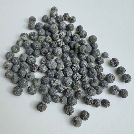 Southern Wax Myrtle (Myrica cerifera) Seeds – 1 Gram (Approx. 60 Seeds)