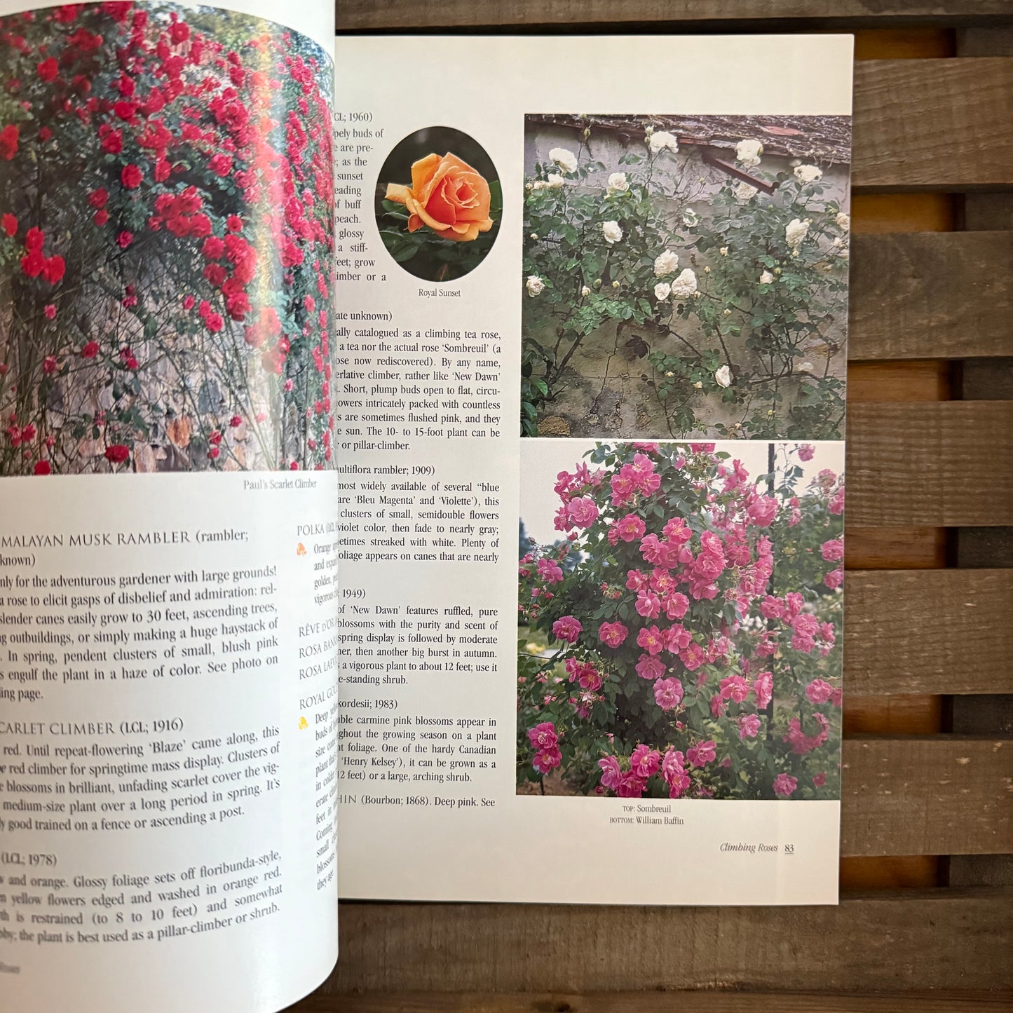 Sunset Roses – Vintage Gardening Guide to the Queen of Flowers