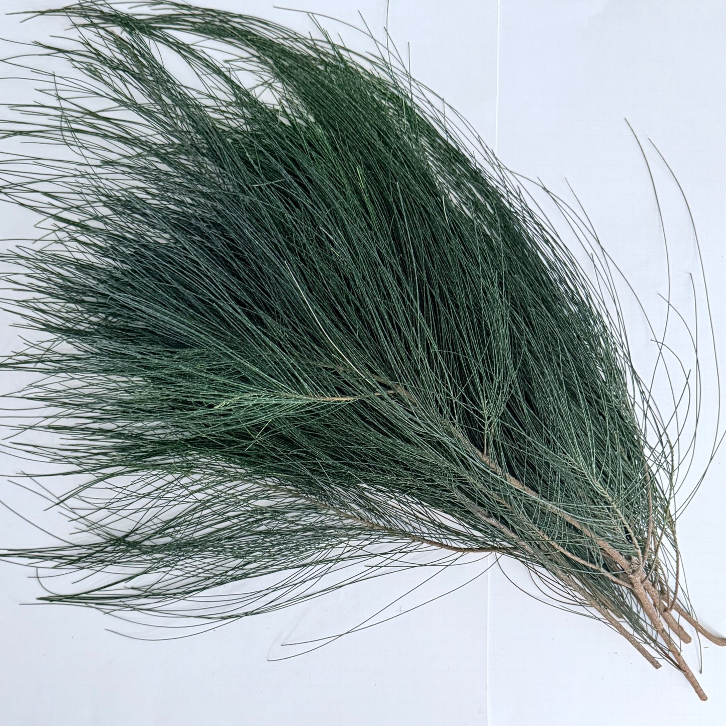 Casuarina Cuttings for Eco Printing