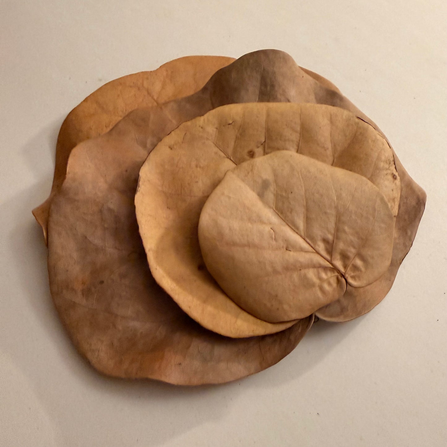 Sea Grape Leaf Litter – Terrarium Botanical