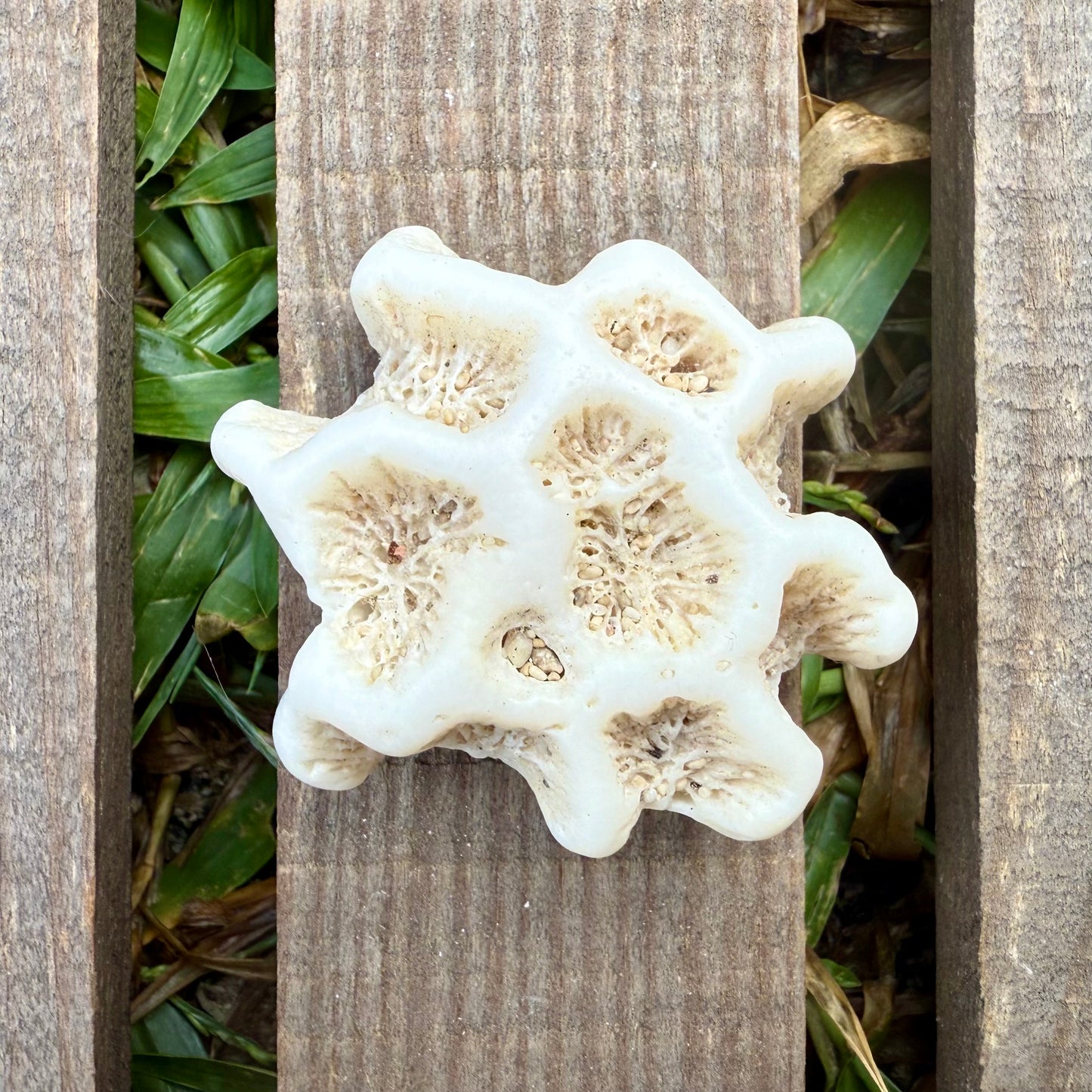 Mini Star Coral Skeleton – 1.1 oz Natural Ocean Specimen | Sun-Bleached Reef Coral