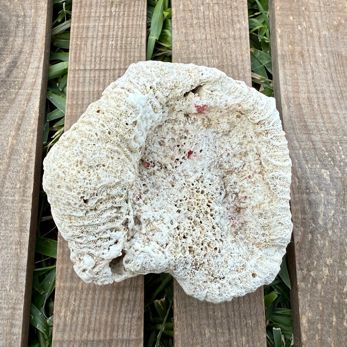 Large Brain Coral Skeleton – 9.6 oz Natural Ocean Specimen | Reef Formation & Coastal Décor