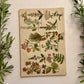 The Herbalist Almanac - 1940 Edition