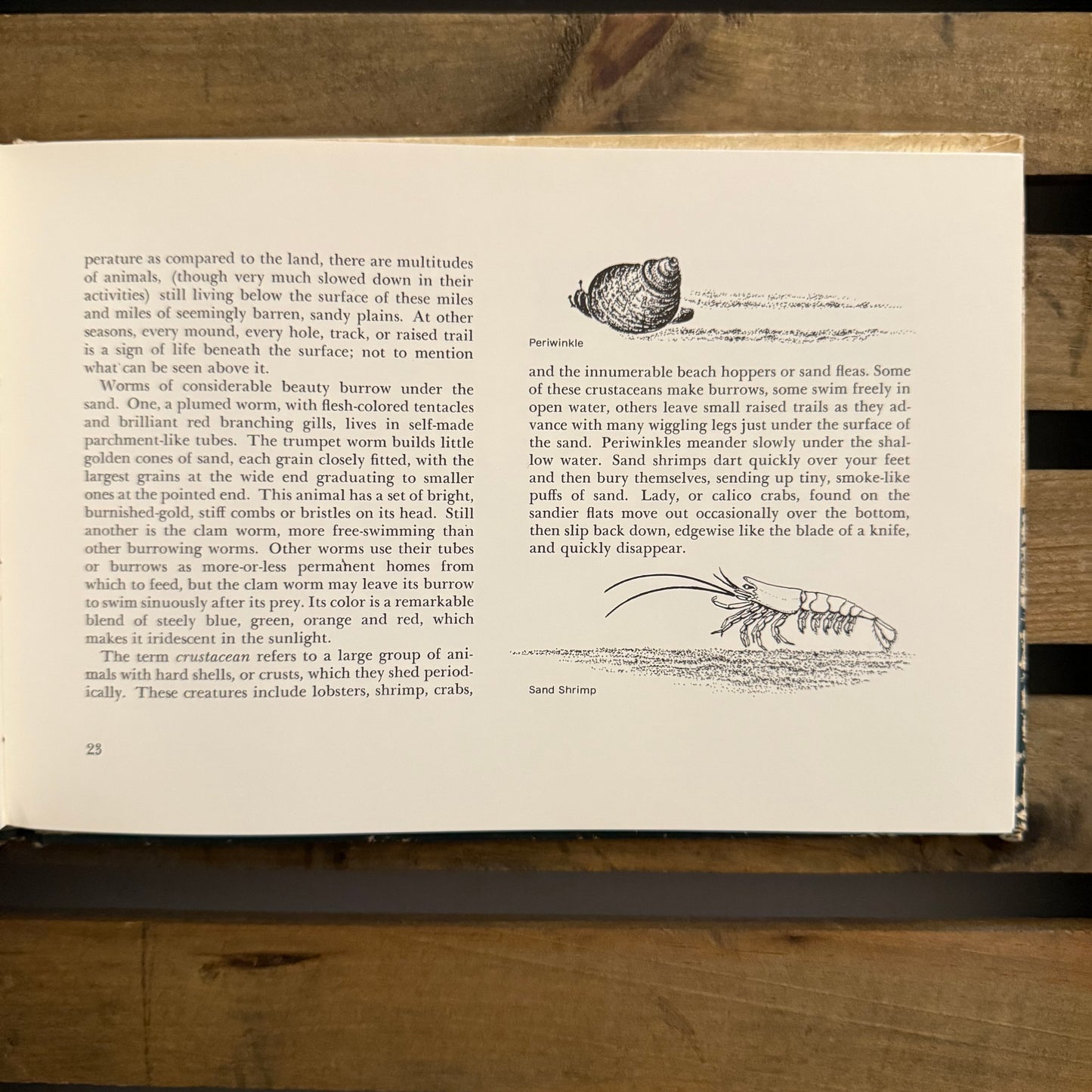 The Sandy Shore by John Hay — Illustrated by Edward and Marcia Norman