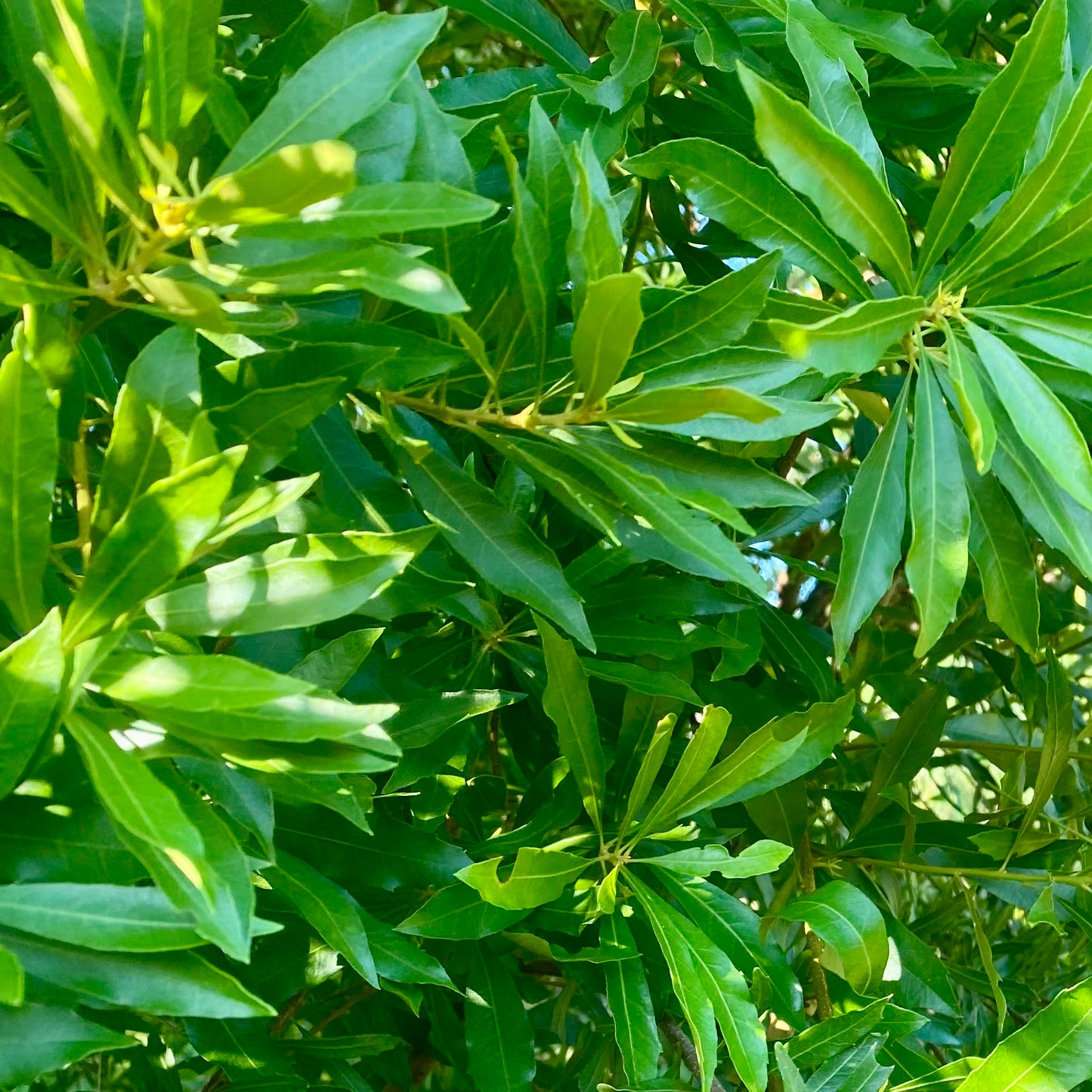 Dried Bayberry Leaves - (Myrica cerifera) - 1/3 oz